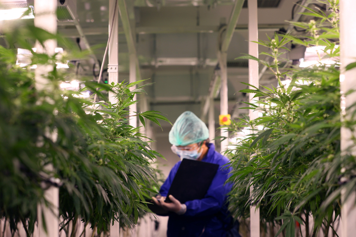Cannabis Business Management, Certificate