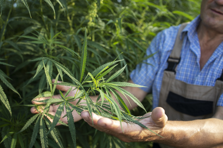 Cannabis Business Agent Proficiency Certificate