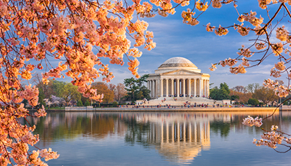 The Jefferson Memorial in Washington, D.C., showcasing its iconic dome and surrounding cherry blossom trees.
