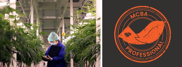 Gestión de Negocios de Cannabis, Certificado y Logotipo Profesional MCBA